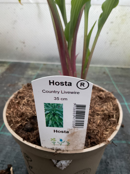 Hosta ‘Country Livewire’ P15