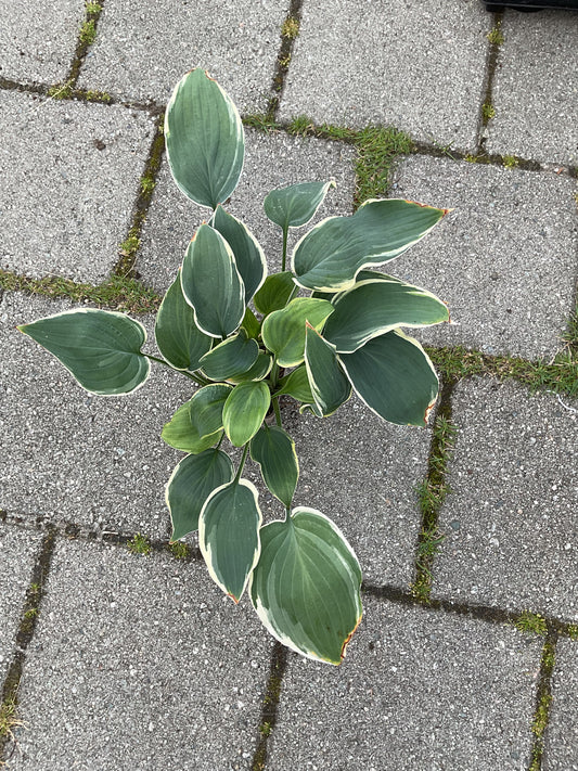 Hosta ‘Irish Eyes’ P 9x9