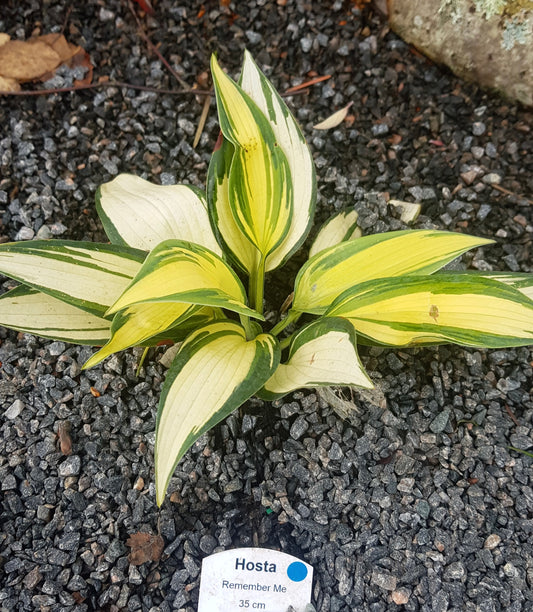 Hosta ‘Remember Me’ P15