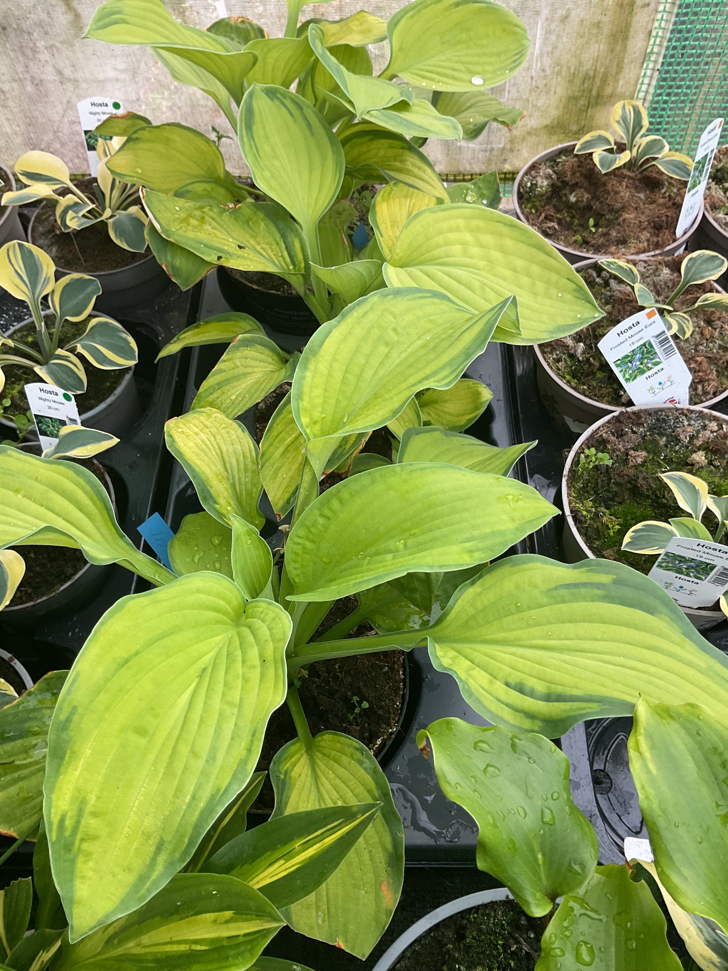 Hosta ‘Inniswood’