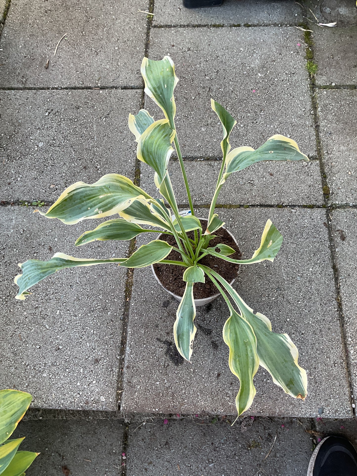 Hosta ‘Francheska’