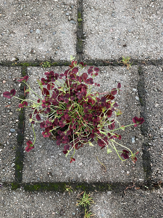 Trifolium repens ‘Isabella’ P11