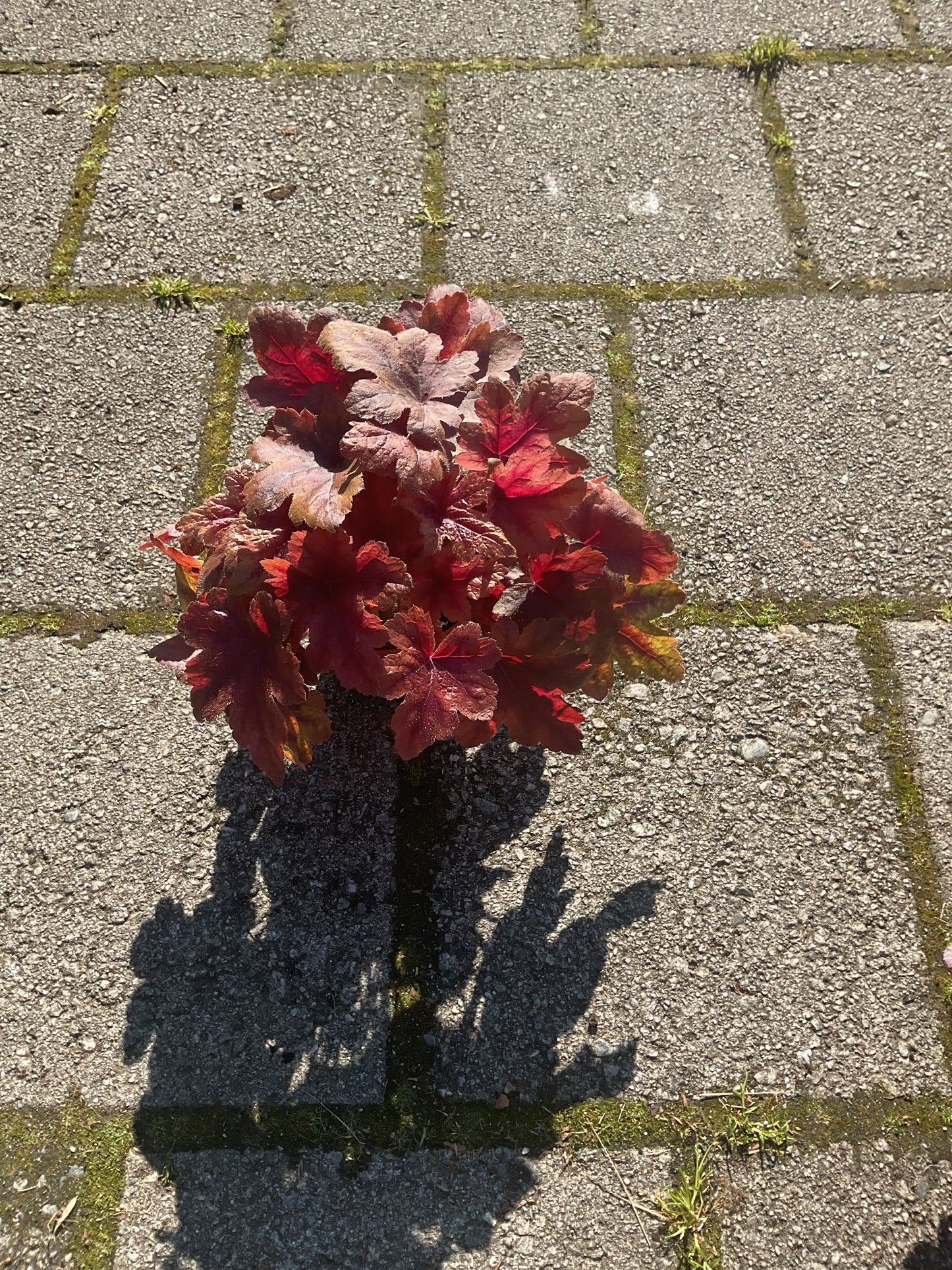 Heuchera ‘Brass Lantern’ P13