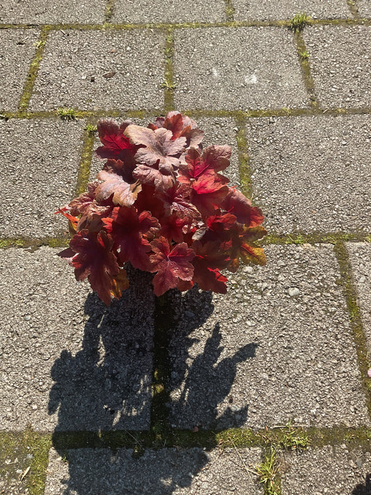 Heuchera ‘Brass Lantern’ P13