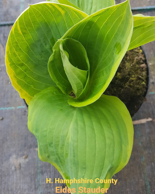 Hosta ‘Hampshire County’