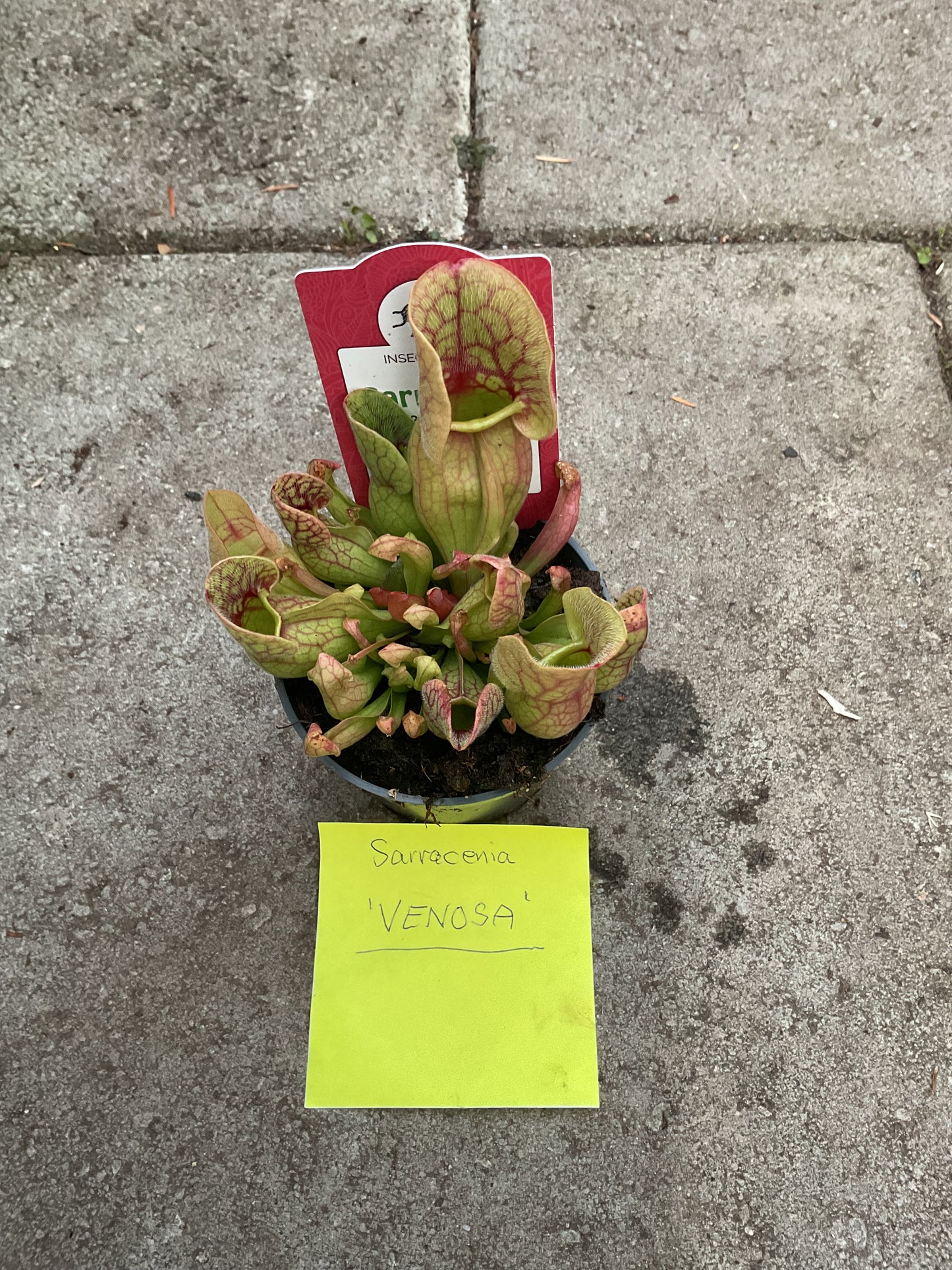 Sarracenia venosa P9