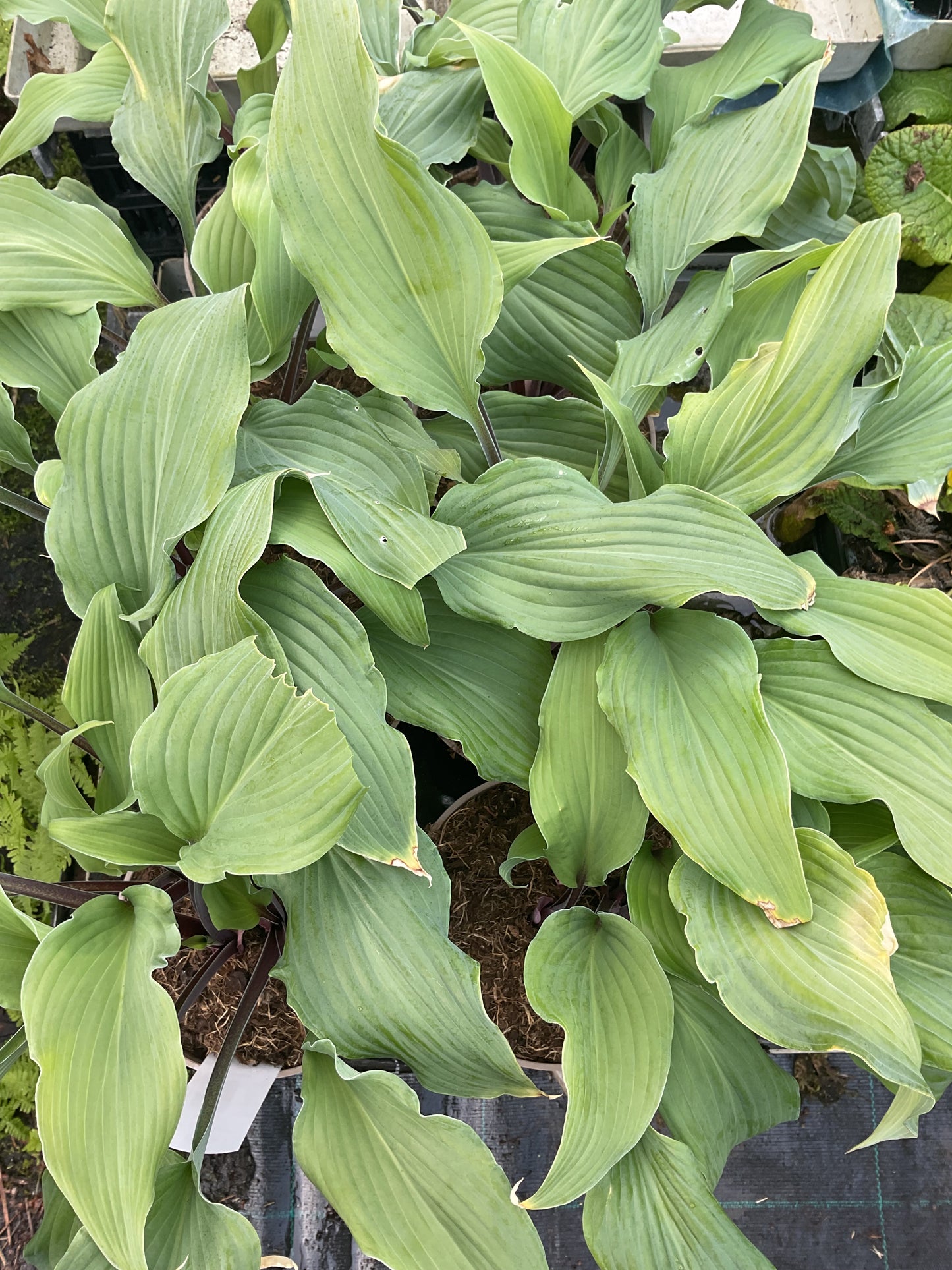 Hosta ‘Point Judith Light’ P15