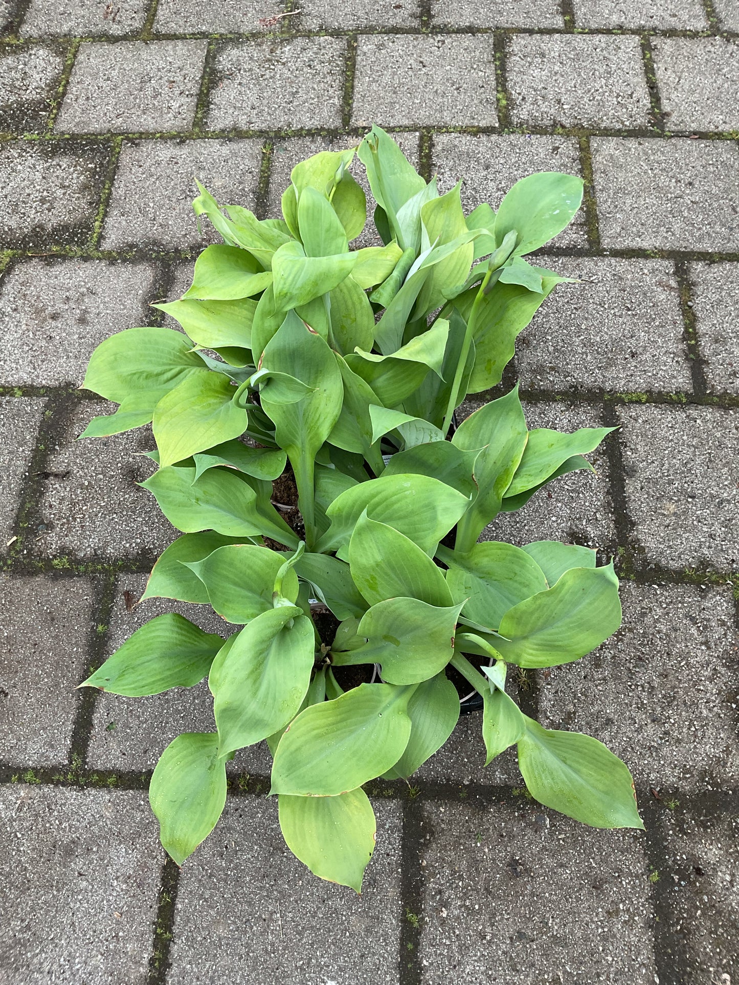 Hosta ‘Sum and Substance’