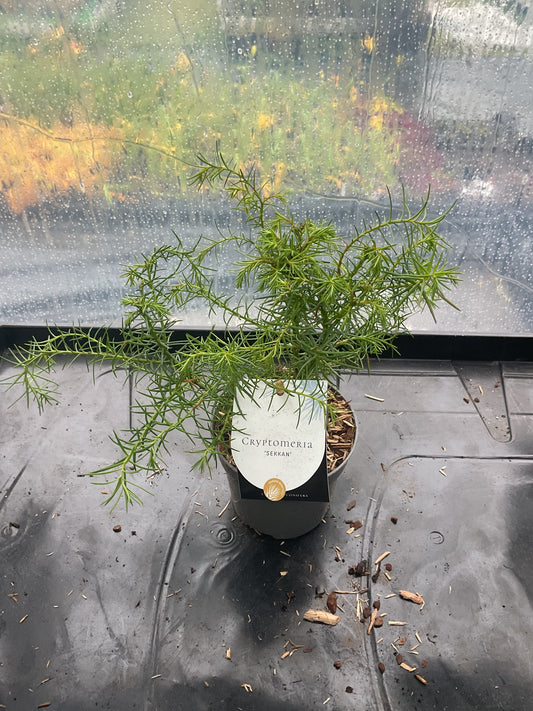 Cryptomeria japonica ‘Sekkan’ P10