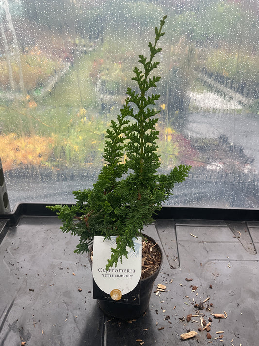 Cryptomeria japonica ‘Little Champion’ P10