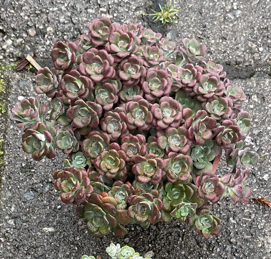 Sedum spathulifolium ‘Purpureum’ P12