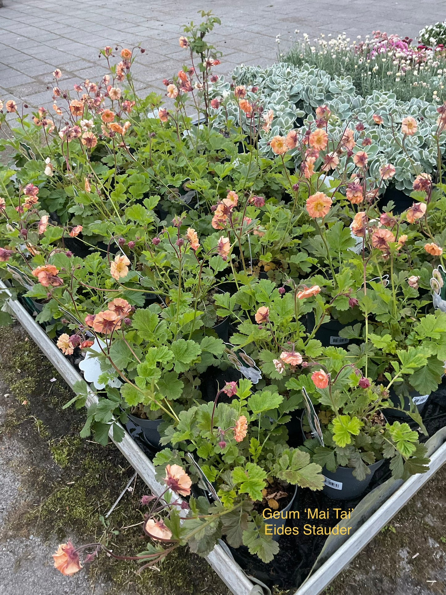 Geum hybrid ‘Mai Tai’ P17