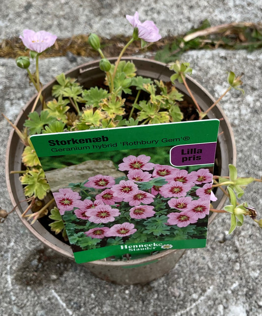 Geranium hyb. ‘Rothbury Gem®️’