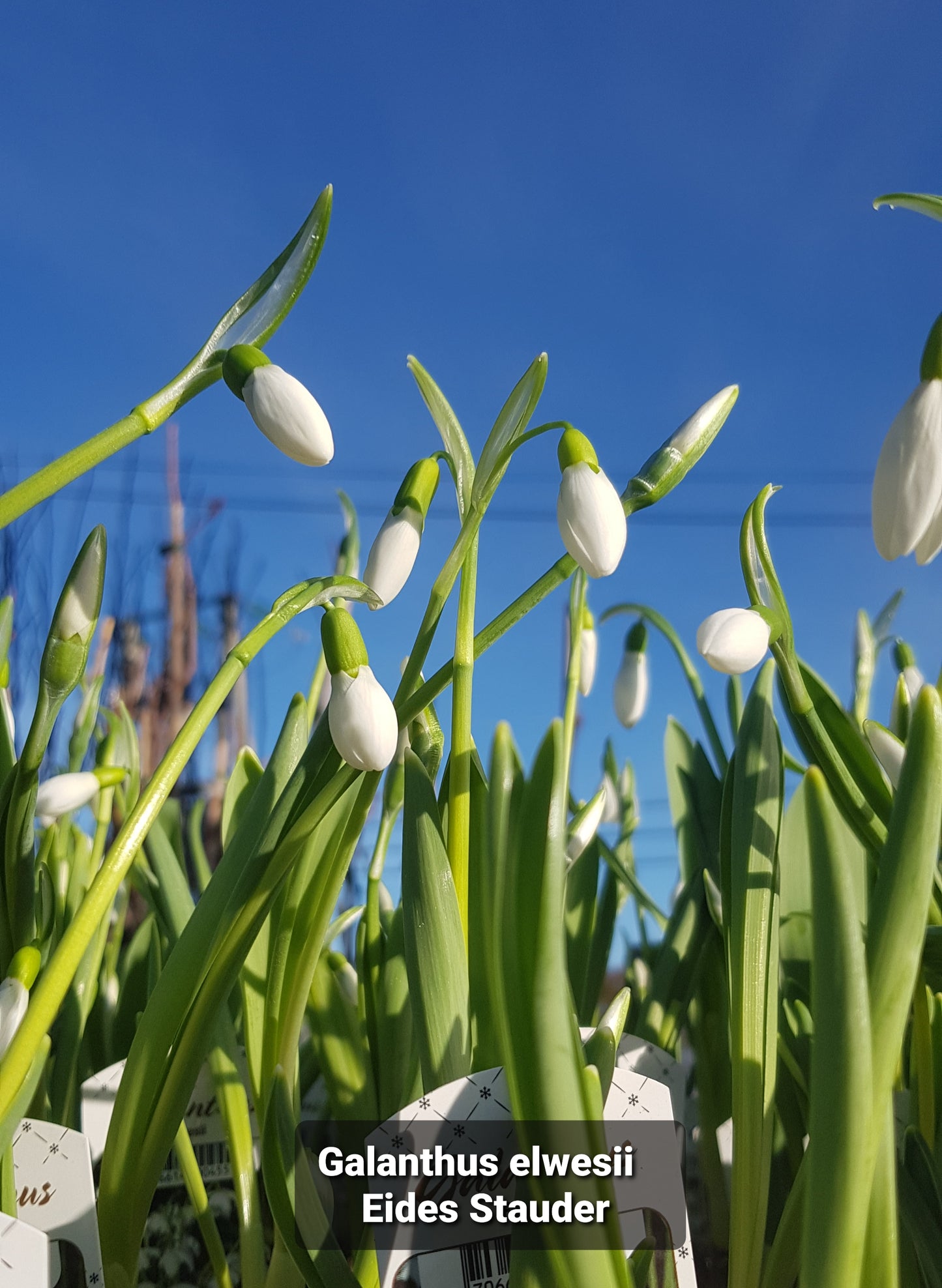 Galanthus elwesii