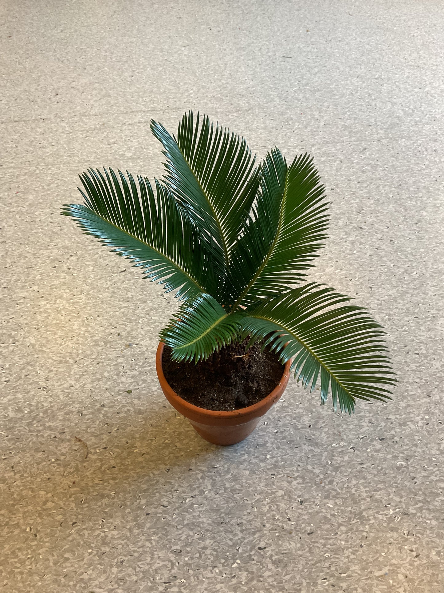 Cycas revoluta P11