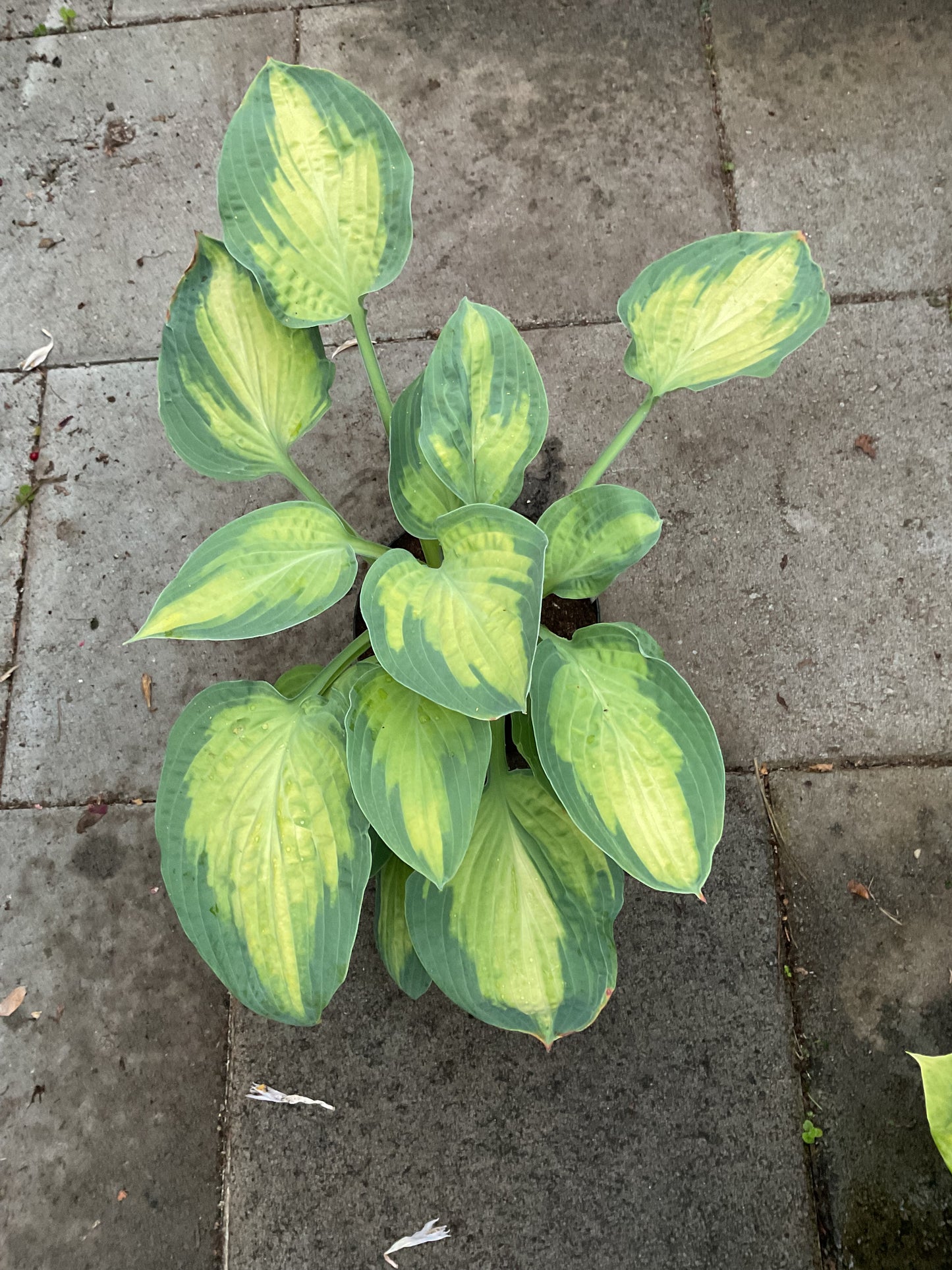 Hosta ‘Color Glory’