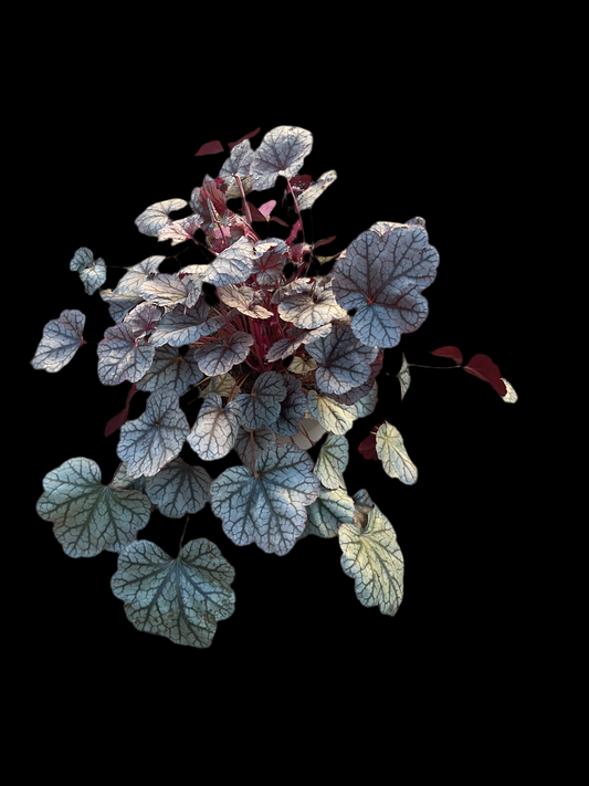 Heuchera ‘Silver Scrolls’ P15