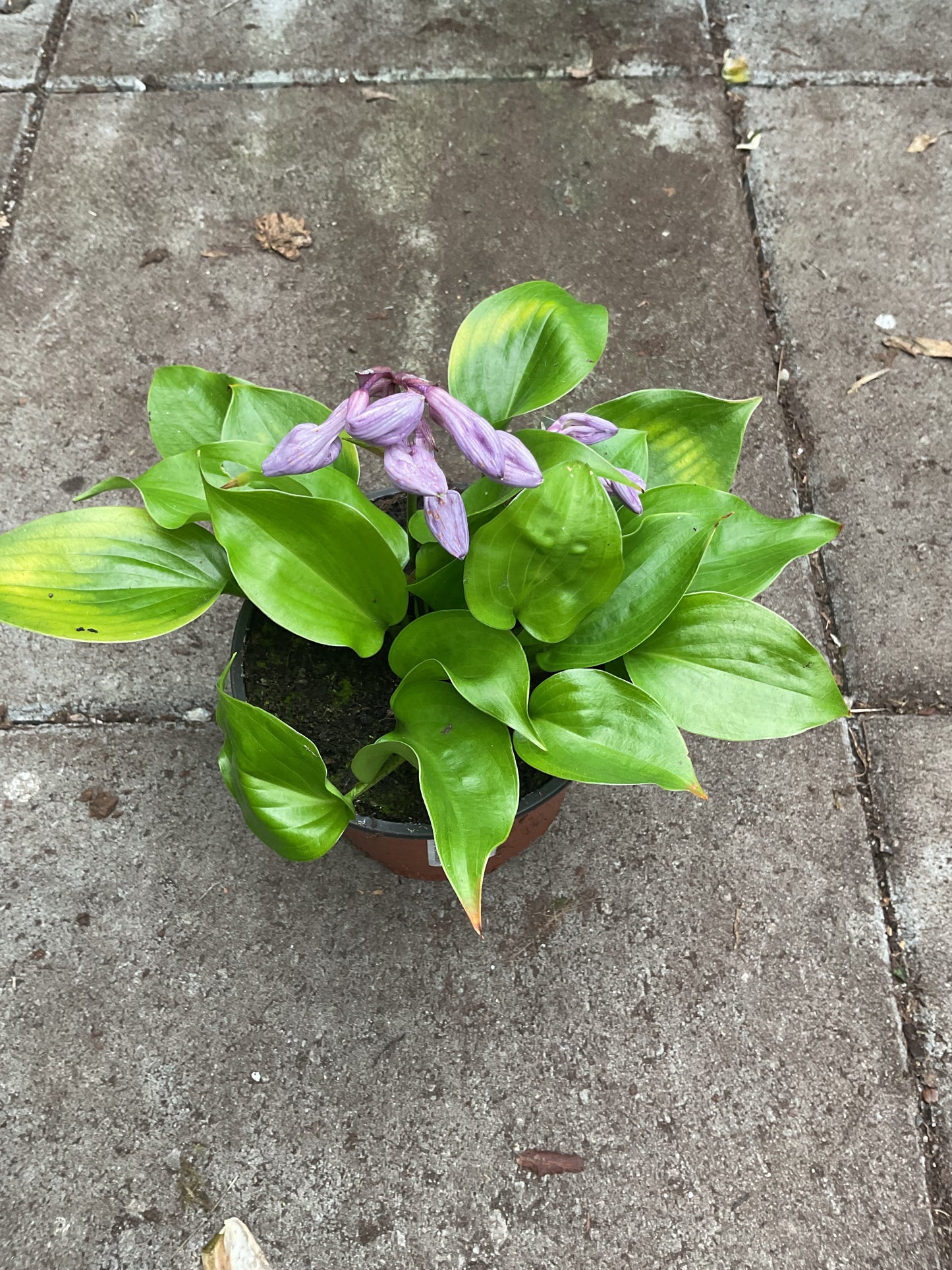 Hosta ‘Appletini’ P12