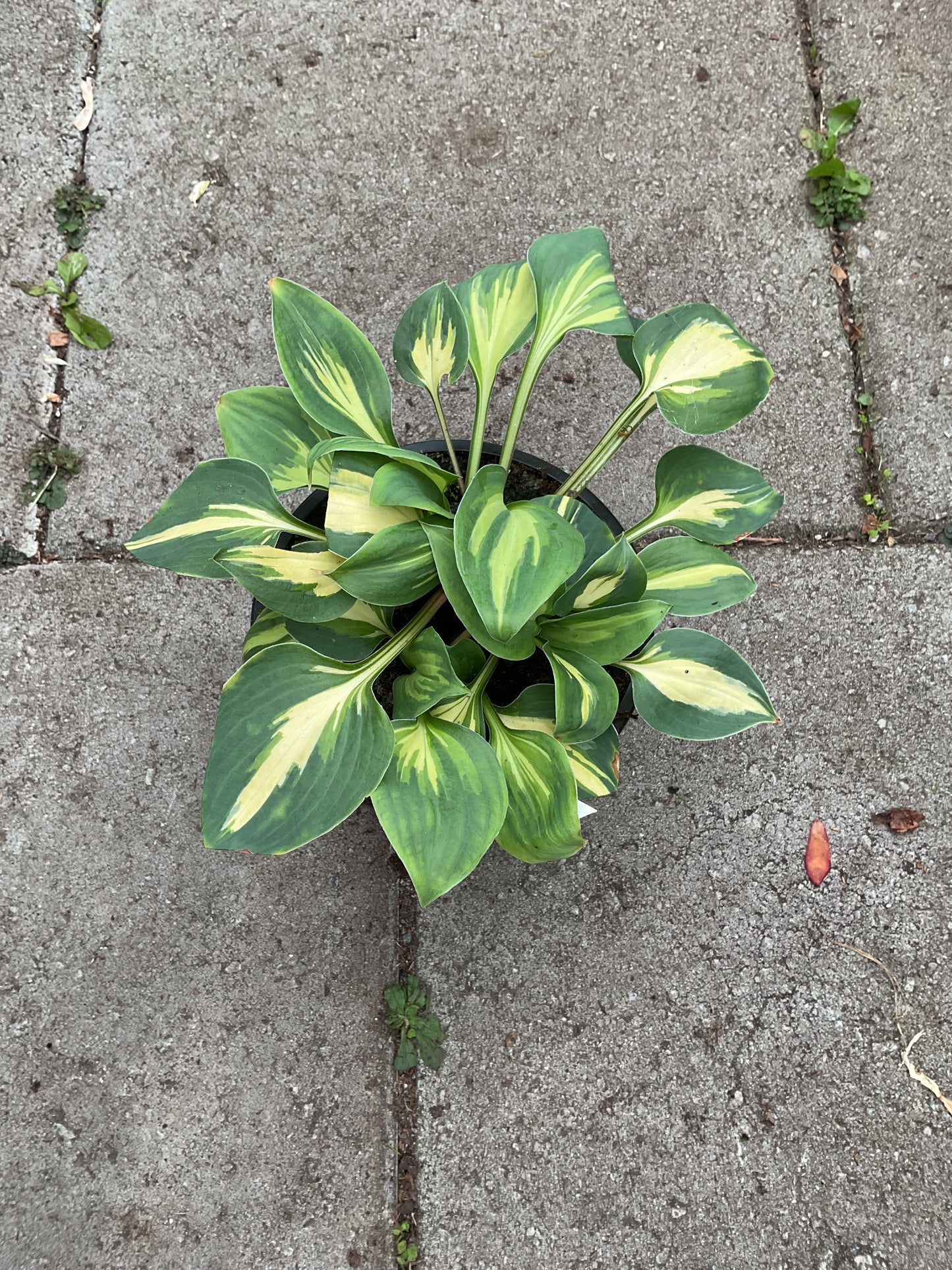 Hosta ‘Fantasy Island’ P 9x9 cm