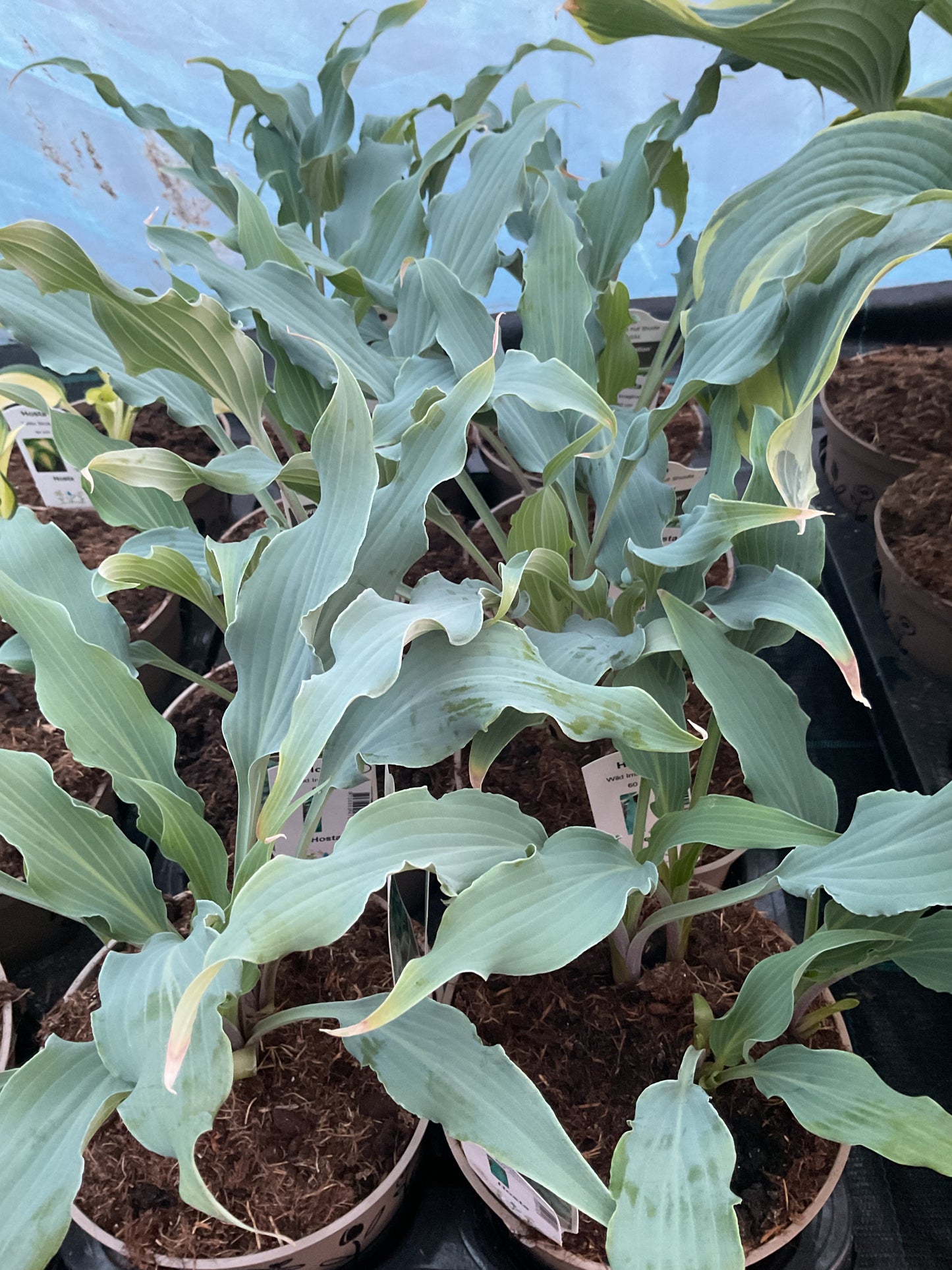 Hosta ‘Wild Imagination’ P15