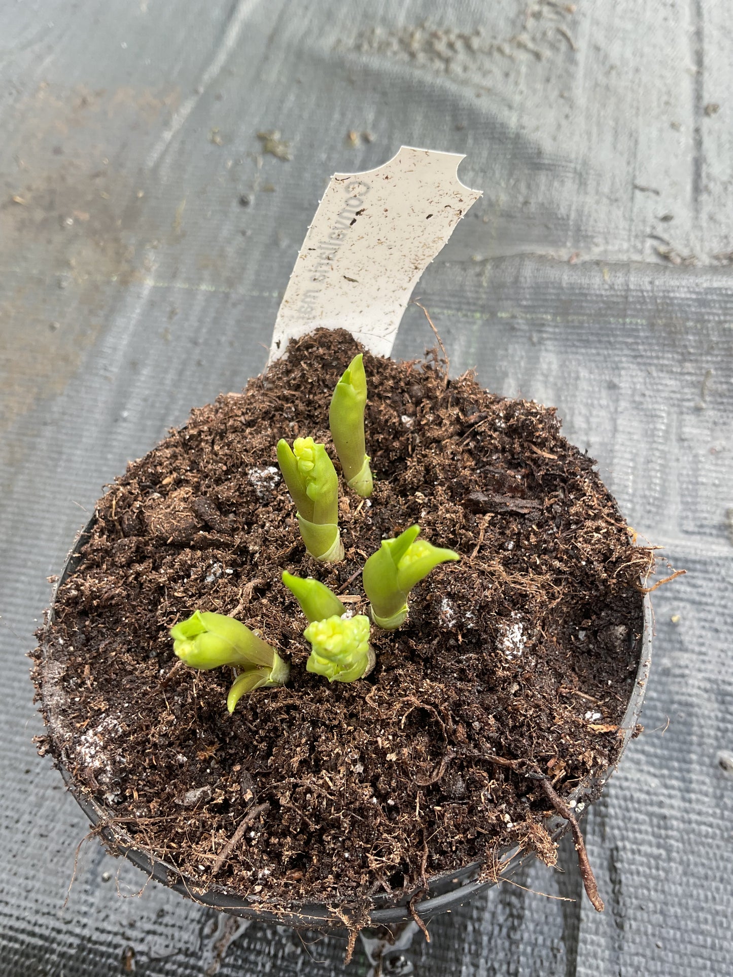 Convallaria majalis ‘Profilicans’ P11