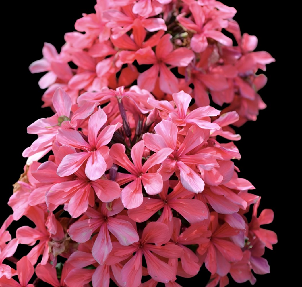 Phlox paniculata ‘Cleopatra’ P9x9