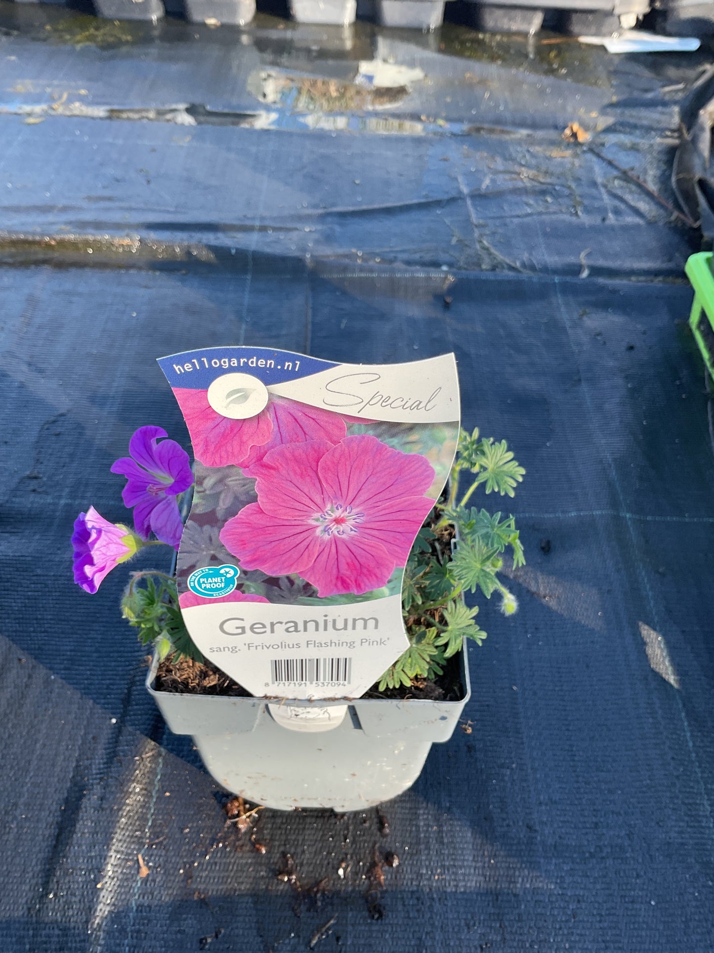 Geranium sang. ‘Frivolius Flashing Pink’ P11x11