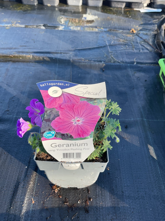 Geranium sang. ‘Frivolius Flashing Pink’ P11x11