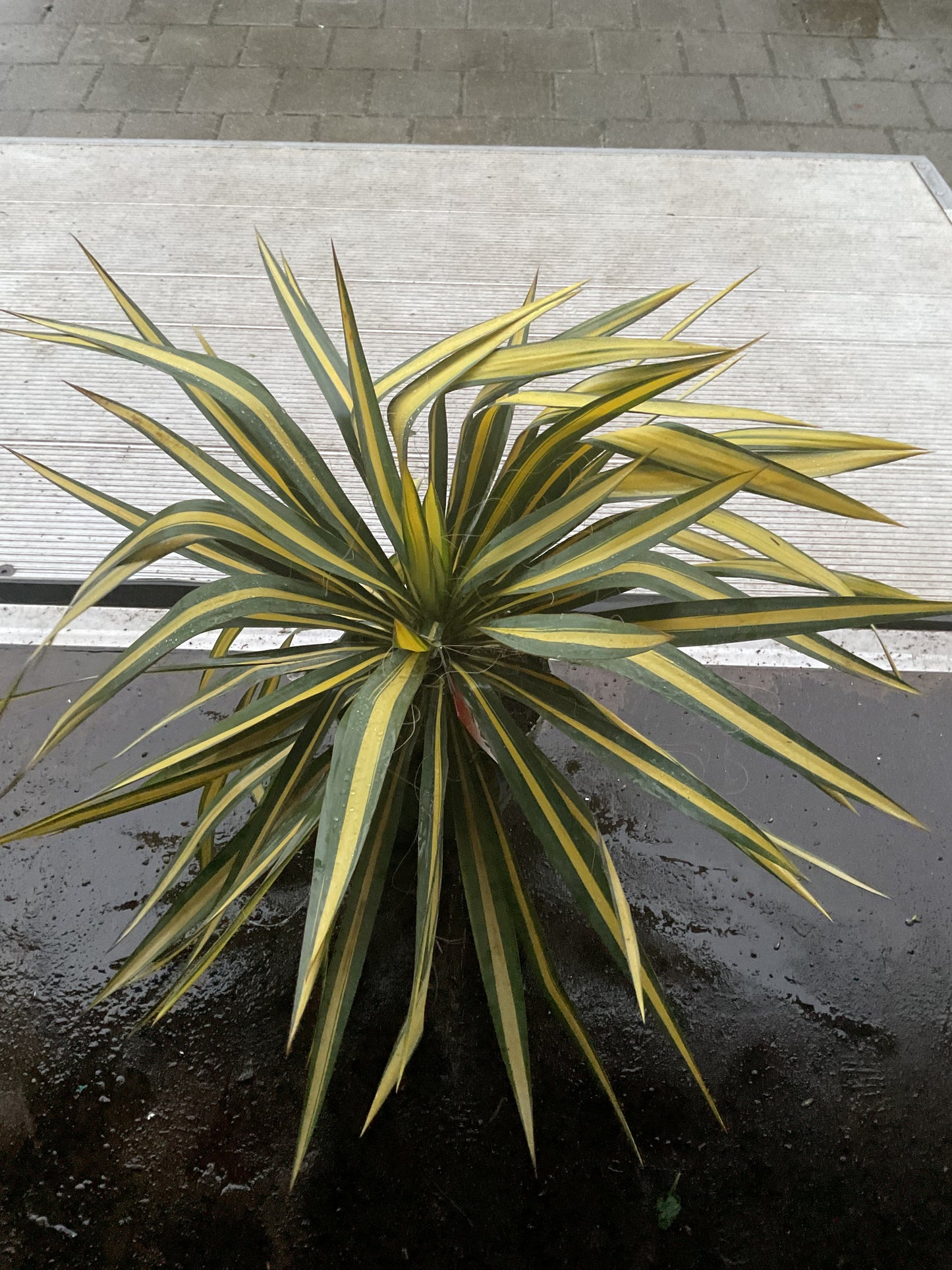 Yucca filamentosa ‘Color Guard’ P20