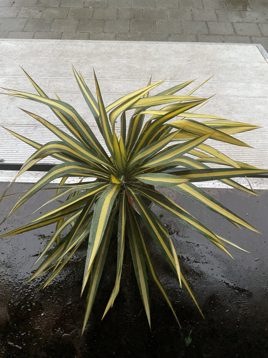 Yucca filamentosa ‘Color Guard’ P20