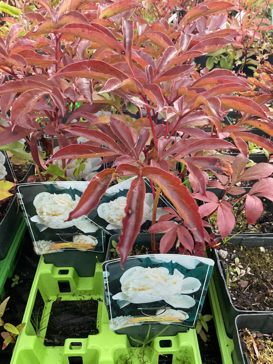 Paeonia lactiflora ‘Shirley Temple’ P11x11