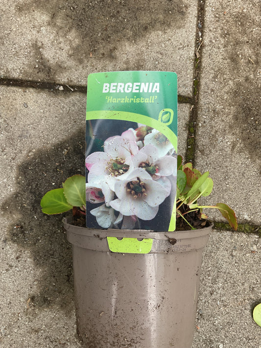Bergenia cordifolia ‘Harzkristall’ P17