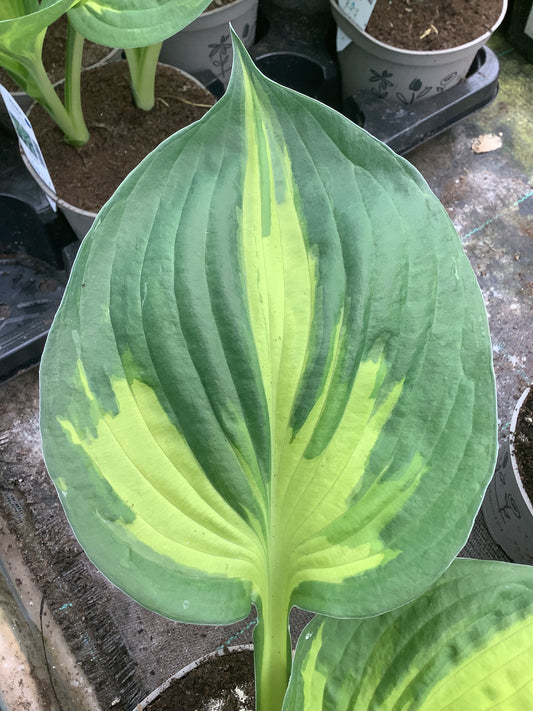 Hosta ‘Morning Star’