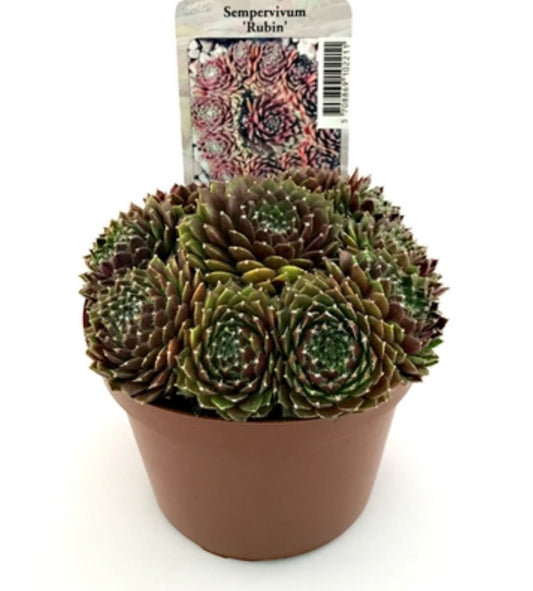 Sempervivum hyb. ‘Rubin’ P11