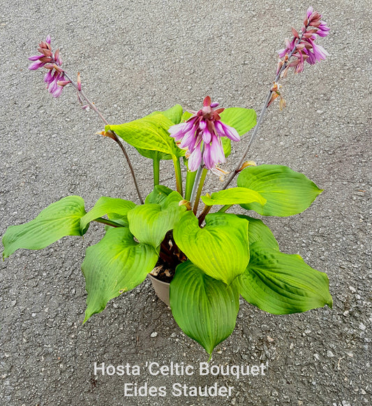 Hosta ‘Celtic Bouquet’