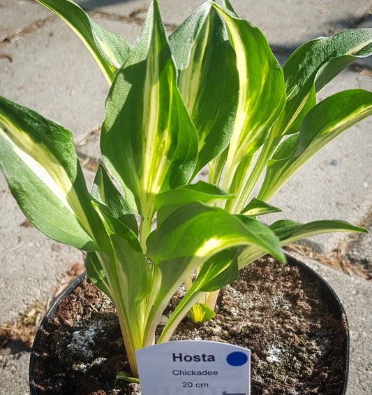 Hosta ‘Chickadee’ P15