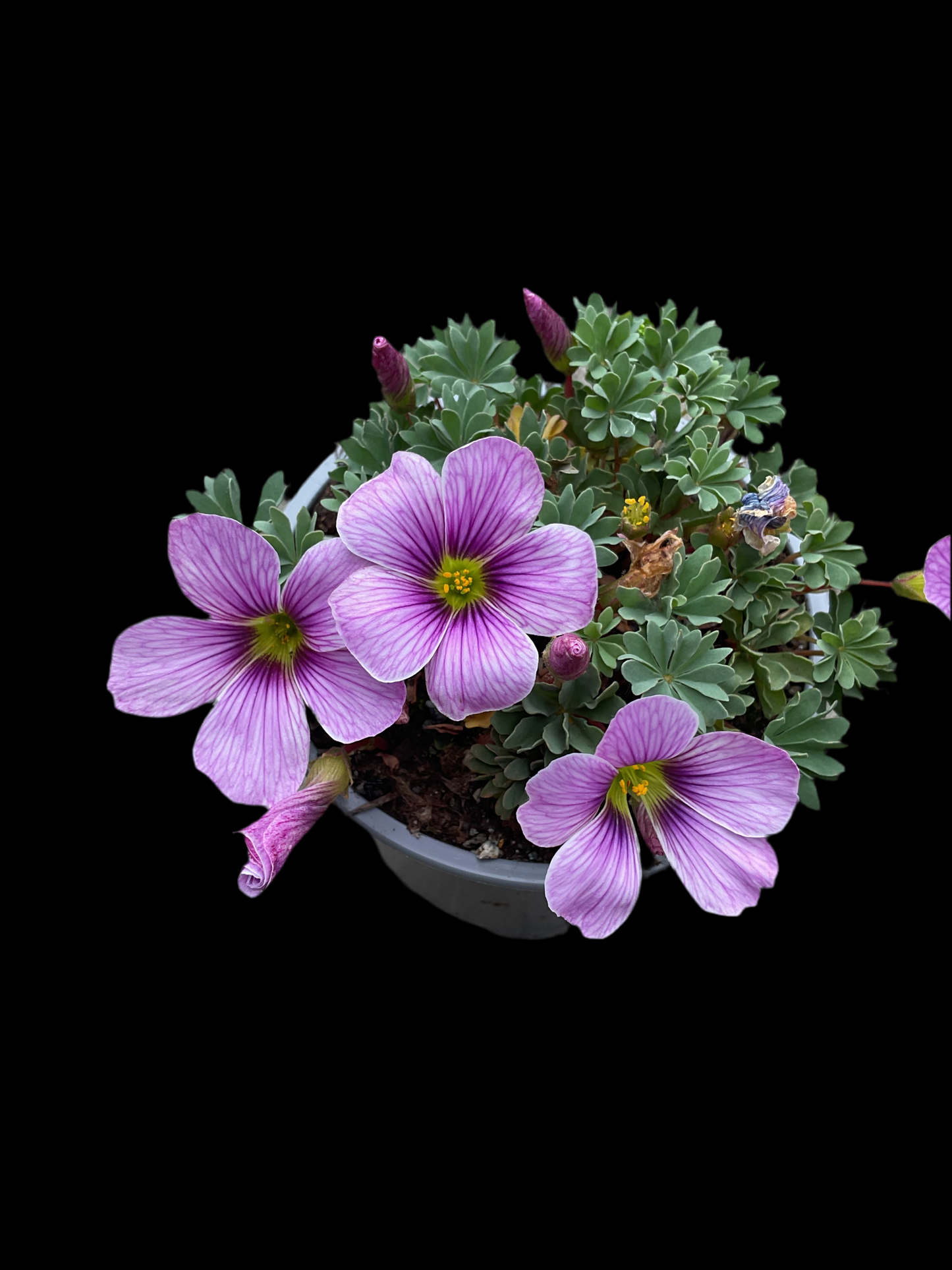 Oxalis hyb. ‘Ione Hecker’