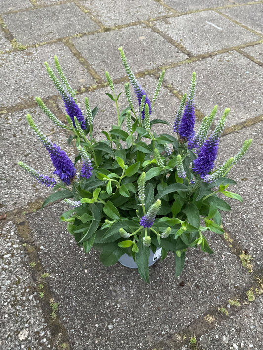 Veronica spicata P12