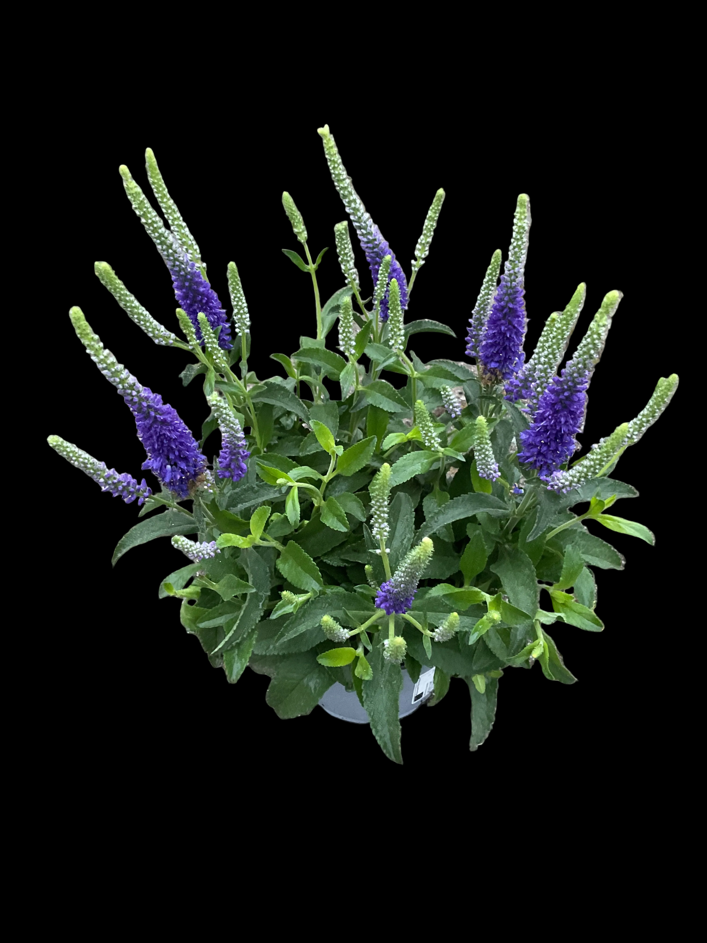 Veronica spicata P12