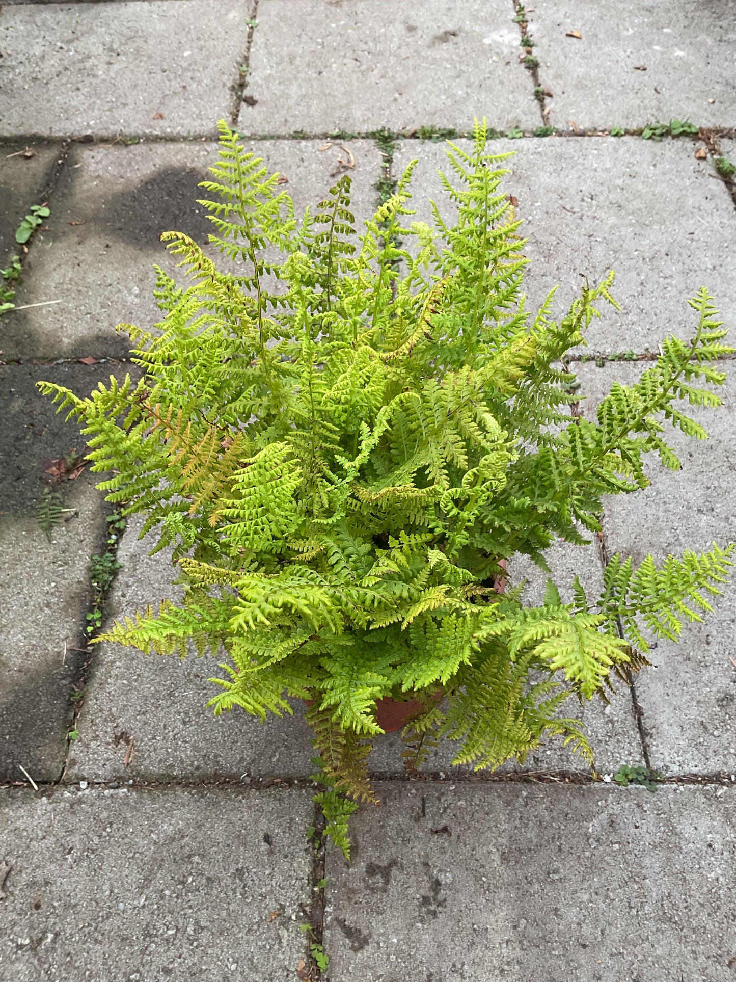 Athyrium filix-femina