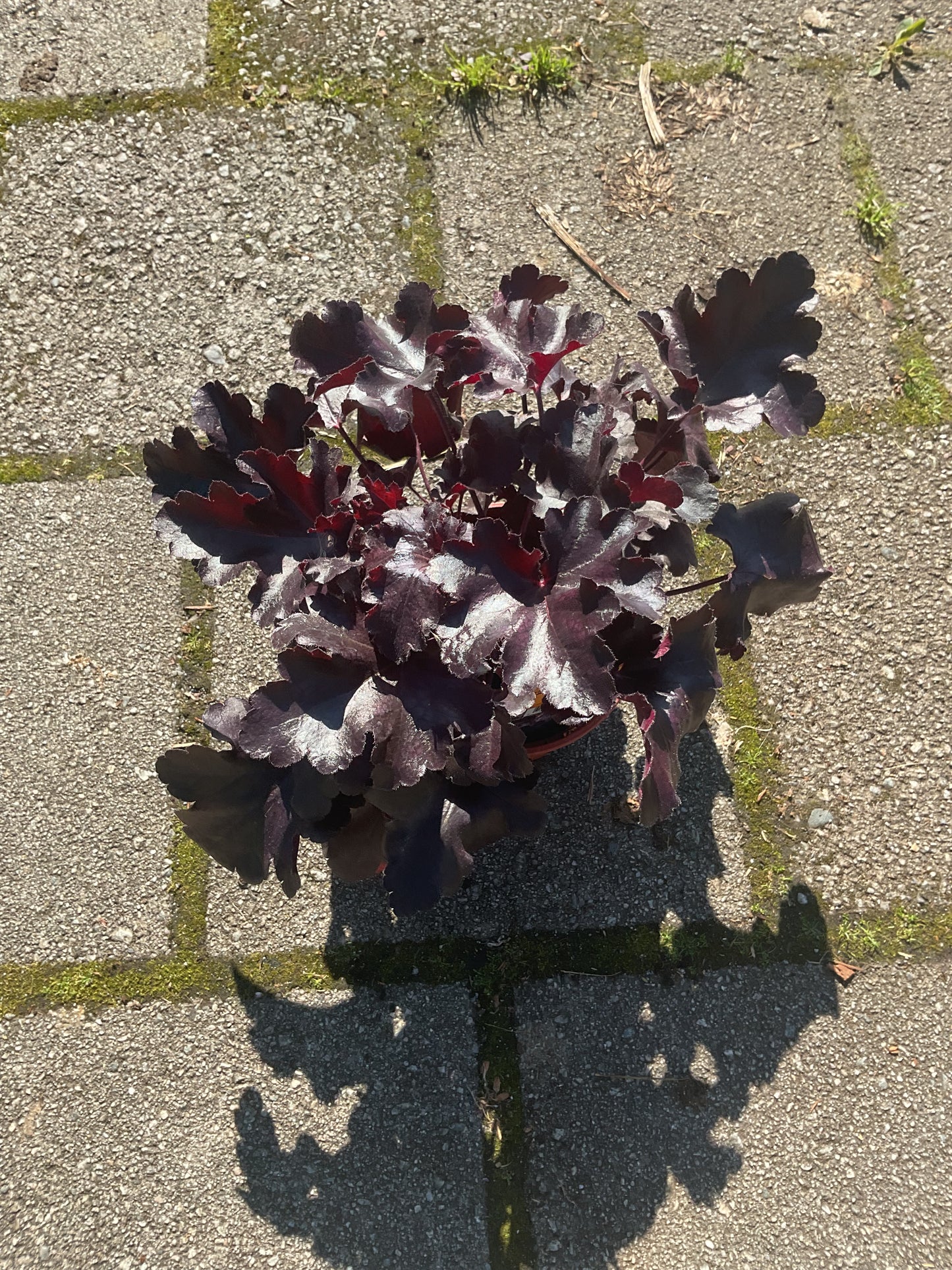 Heuchera ‘Black Pearl’ P13