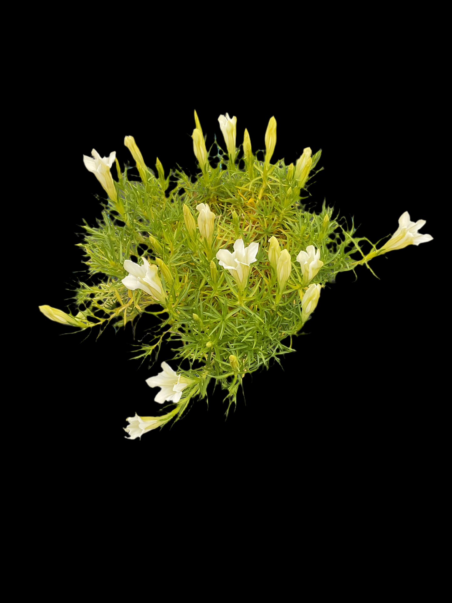 Gentiana sino-ornata ‘Weisser Traum’ P15