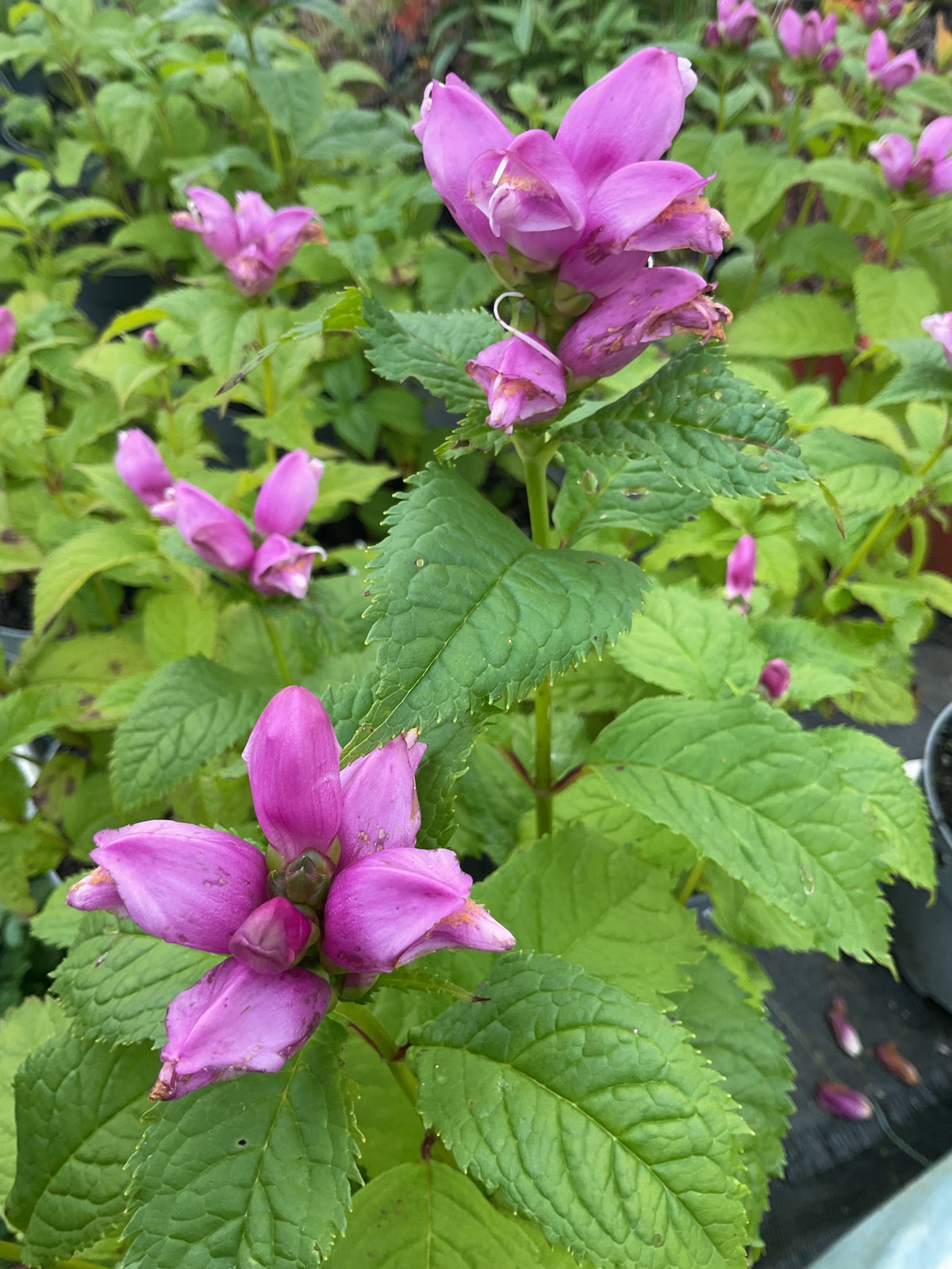 Chelone obliqua ‘Hot Lips’ P17