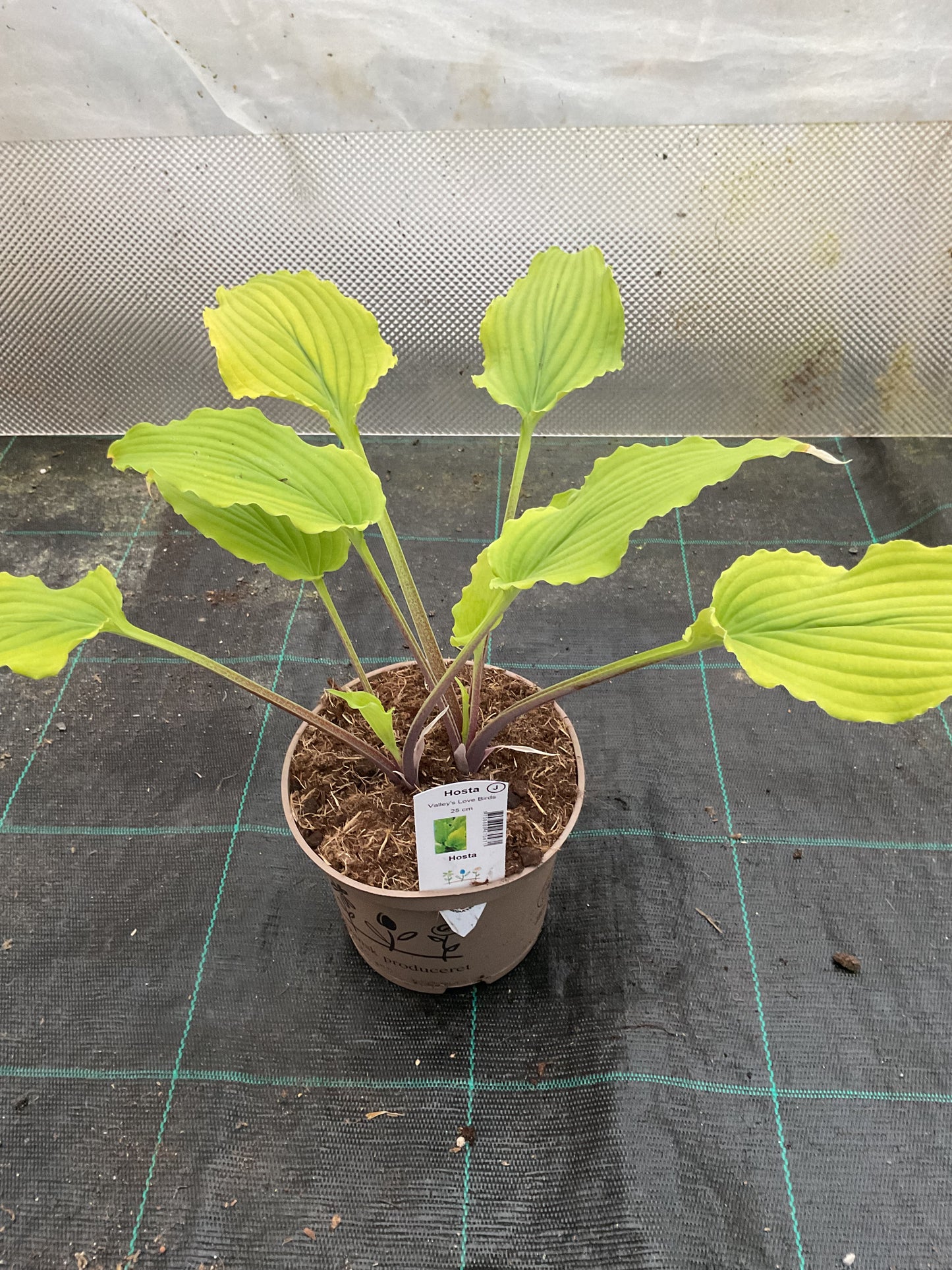 Hosta ‘Valley’s Love Birds’ P15