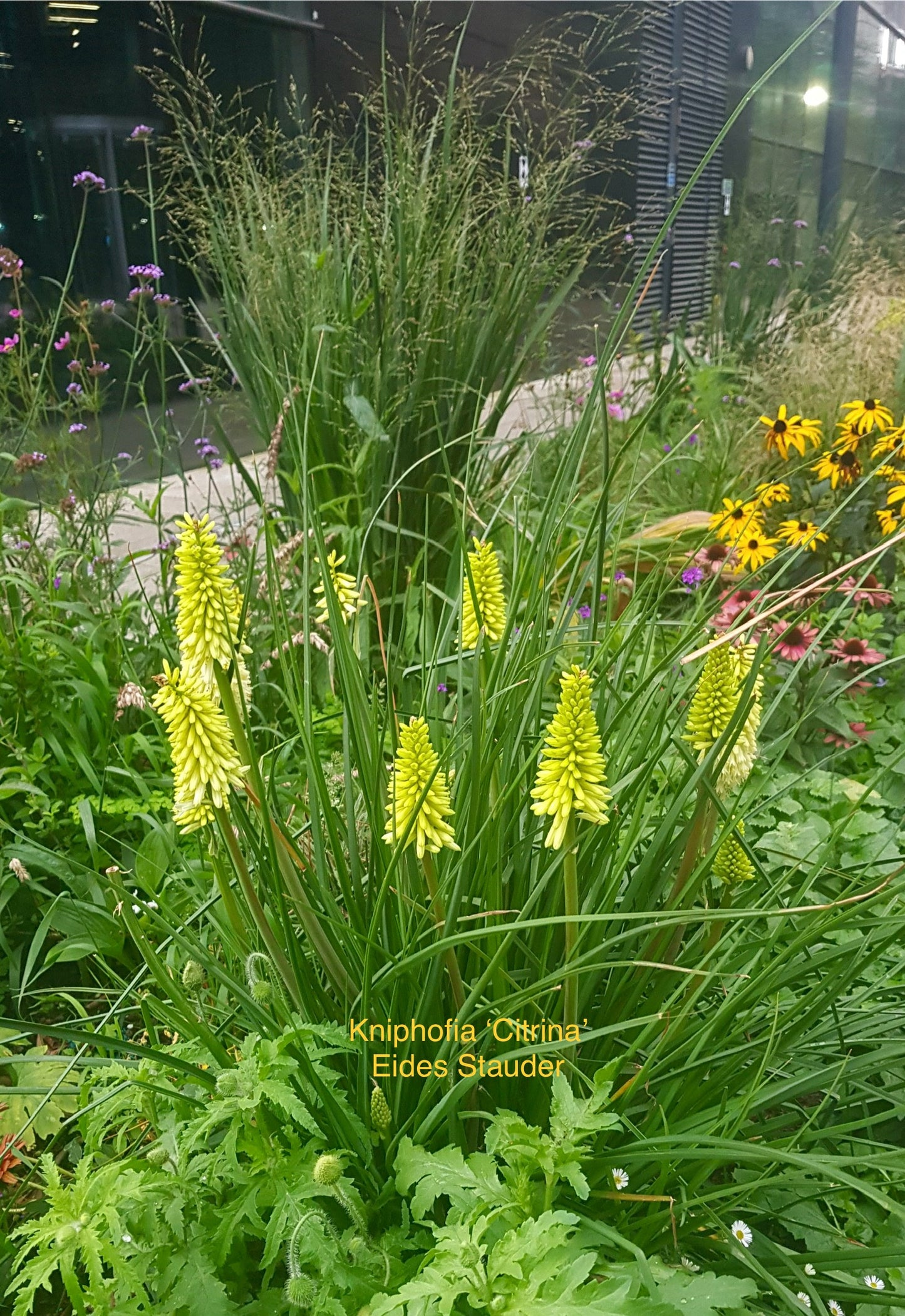 Kniphofia citrina P11x11