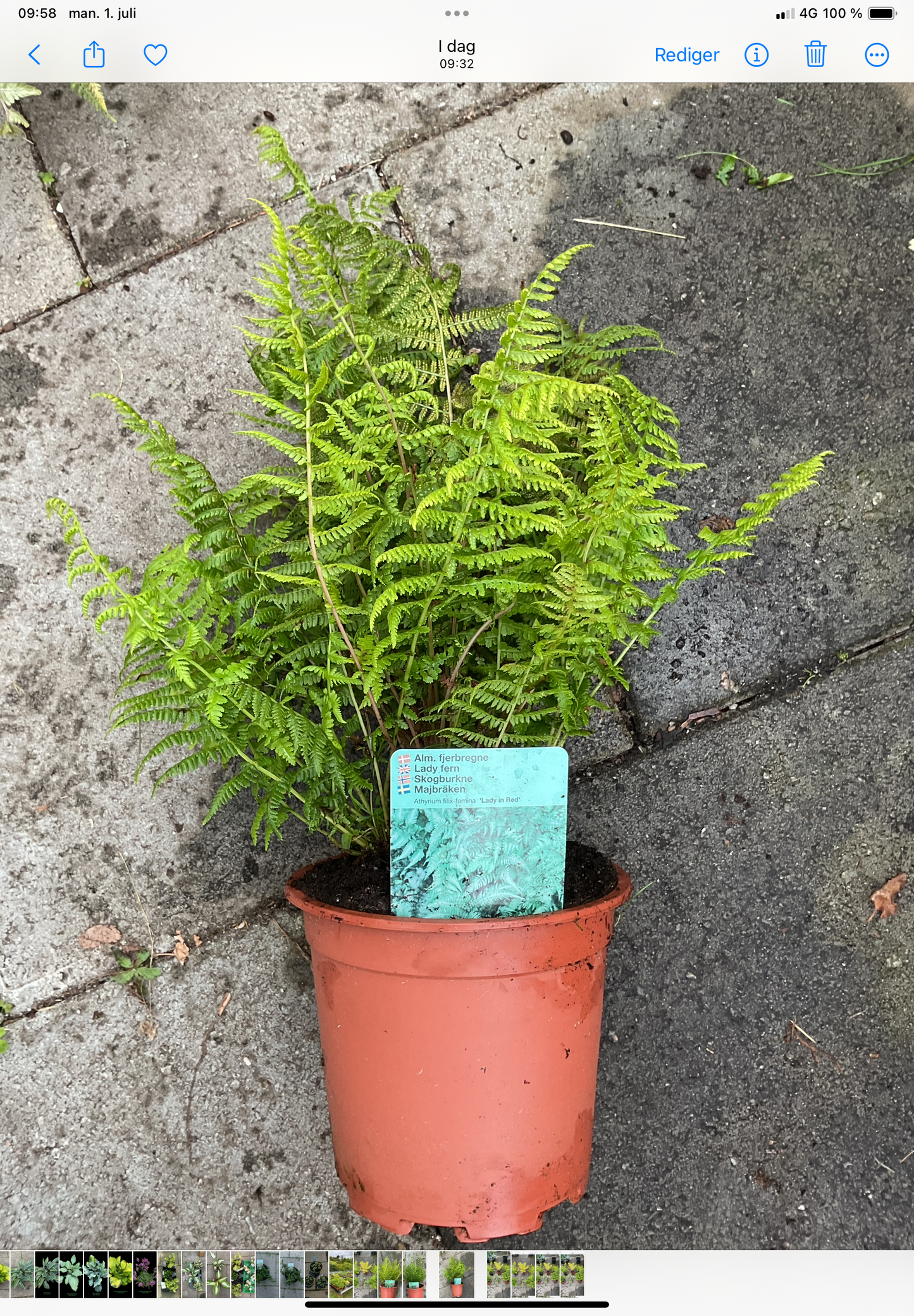 Athyrium filix-femina ‘Lady in Red’ P17