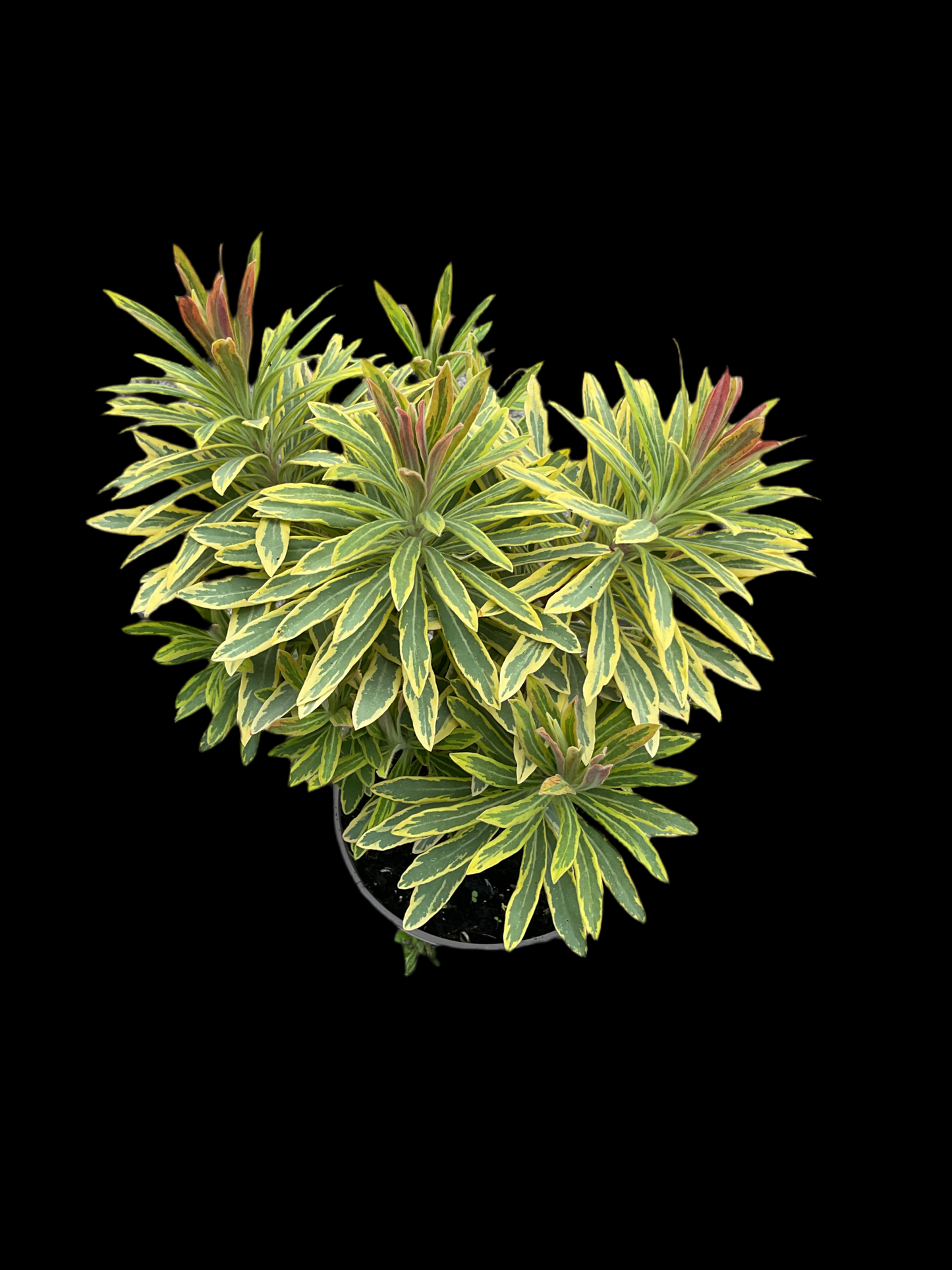 Euphorbia x martinii ‘Ascot Rainbow’ P13