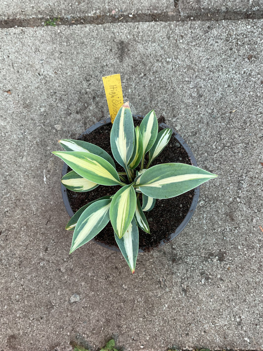 Hosta ‘High Society’