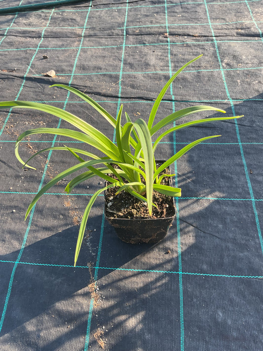 Hemerocallis ‘Night Embers’ P11x11