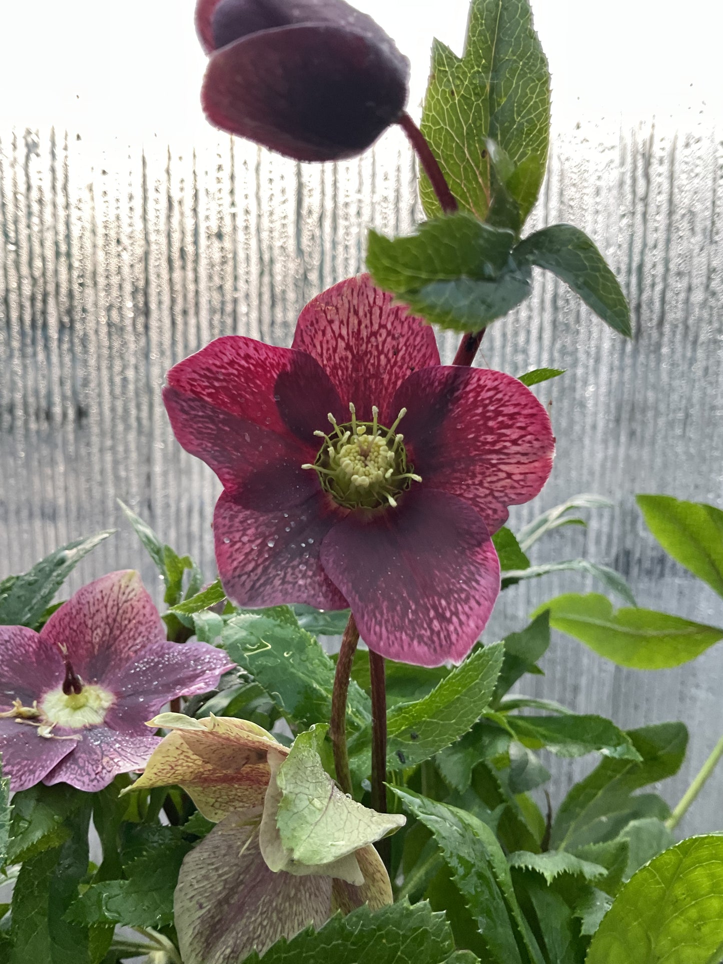Helleborus orientalis ‘Red Princess’ P17